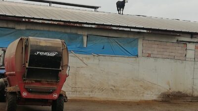 ÇANKIRI (AA) – Çankırı’nın Çerkeş ilçesinde aşıdan kaçan dana, mandıranın çatısına