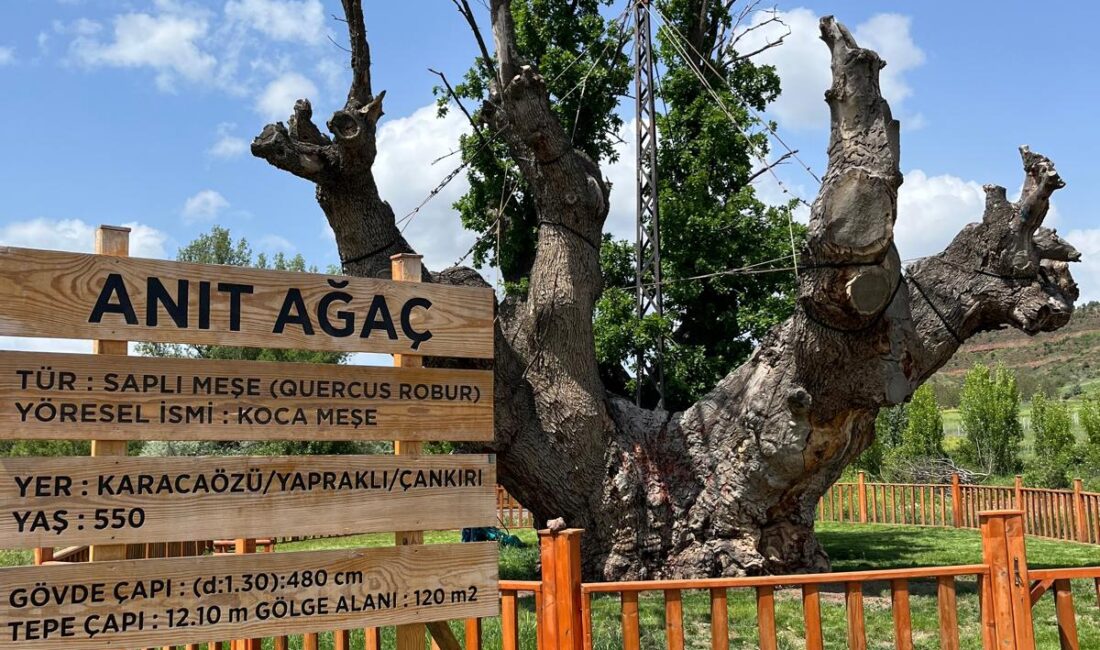 Koca Meşe yıllara direniyor… Vali M. Fırat Taşolar ve beraberindeki heyetin geçtiğimiz yıl Kasım