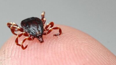 ÇANKIRI’nın Bayramören ilçesinde kene tarafından ısırılan 42 yaşındaki kadın yaşamını