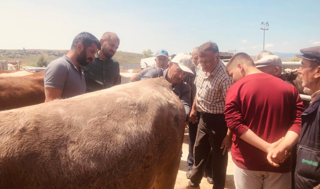 Kurbanlık çok, alıcı yok; “İşler kesat!” Çankırı Belediyesi Hayvan Pazarında eski kurban bayramı canlılığından eser