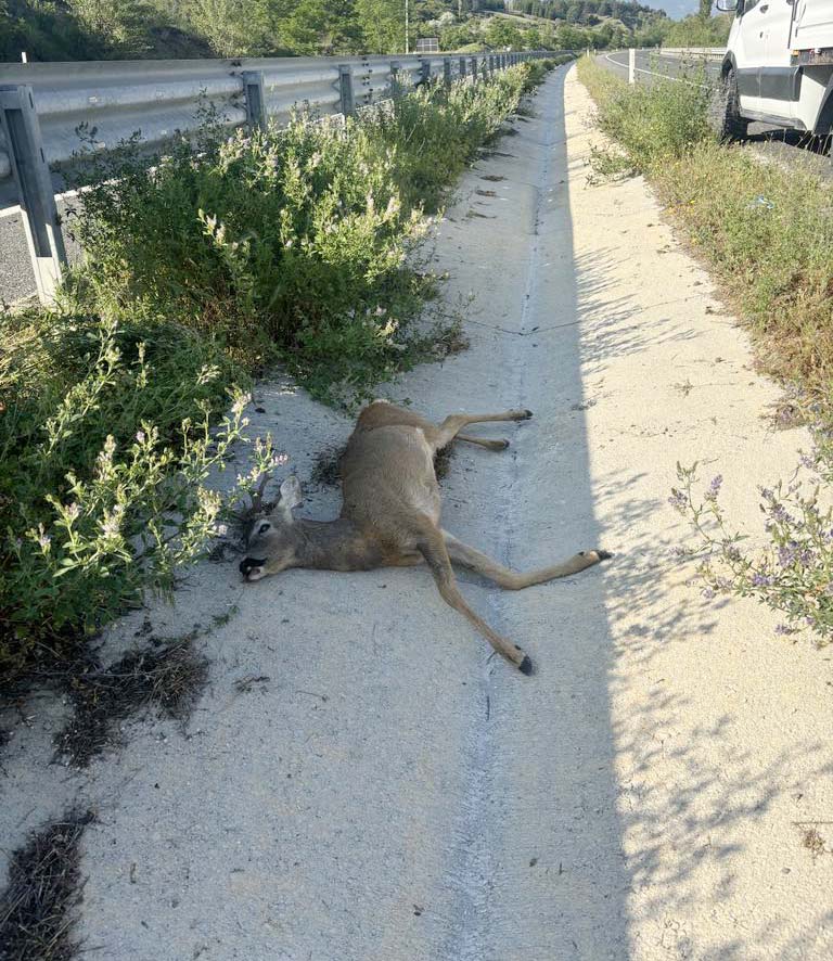 Ilgaz- Kastamonu karayolu Eski Kalehanı mevkiinde sabaha karşı yol içinde