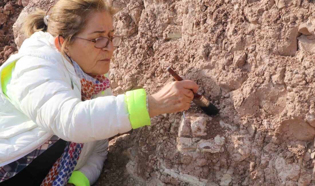 Çorakyerler’den 200 fosil daha çıktı: 2 yeni tür heyecanı Çorakyerler Kazı Başkanı Prof. Dr. Ayla Sevim Erol: 2025 yılı