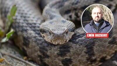 Osmanlı engereği (şeritli engerek) türünün dünyadaki yayılışının en kuzeydoğu noktasının