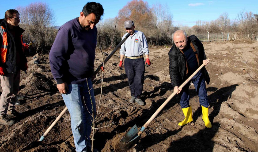 Belediye, Kızılcık Ekşisinin üretimine destek sağlamak amacı ile 550 kızılcık ağacı dikti Atıl arazileri verimli tarım arazilerine dönüştüren Çankırı Belediye Başkanı İsmail