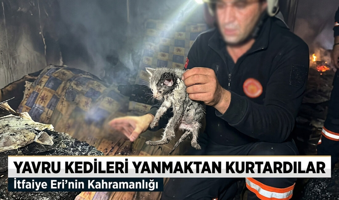 Yavru kedileri yanmaktan kurtardılar Her türlü afetlere karşı mücadele veren Çankırı itfaiyesi sadece insanlara