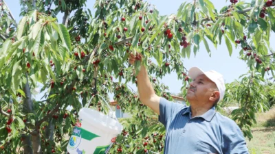 Geçen yıl zirai don nedeniyle verim alınamayan Çankırı’nın Eldivan ilçesinde