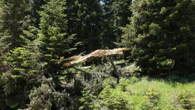 Ilgaz Dağı Milli Parkı içinde gerçekleşen olayın geçtiğimiz günlerde yaşandığı