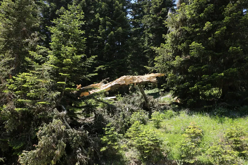 Yıldırım çamı ikiye bölmüş! Ilgaz Dağı Milli Parkı içinde gerçekleşen olayın geçtiğimiz günlerde yaşandığı