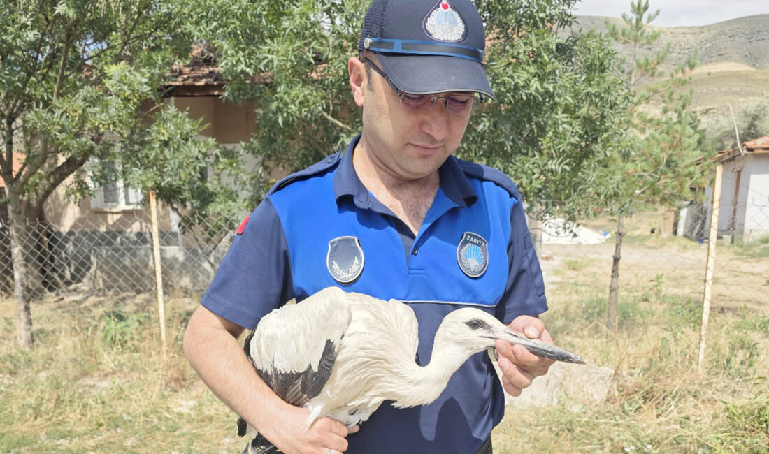 Çankırı’da yuvasından düşen yavru leylek tedavi altına alındı Çankırı’da yuvasından düşerek yaralanan yavru leylek tedavi altına alındı. Merkeze