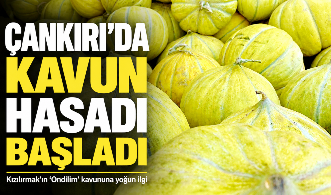 Çankırı’da Kavun Hasadı Başladı: Kızılırmak’ın “Ondilim” Kavununa Yoğun İlgi Çankırı’nın Kızılırmak ilçesi ve çevre köylerinde lezzetiyle adından söz ettiren