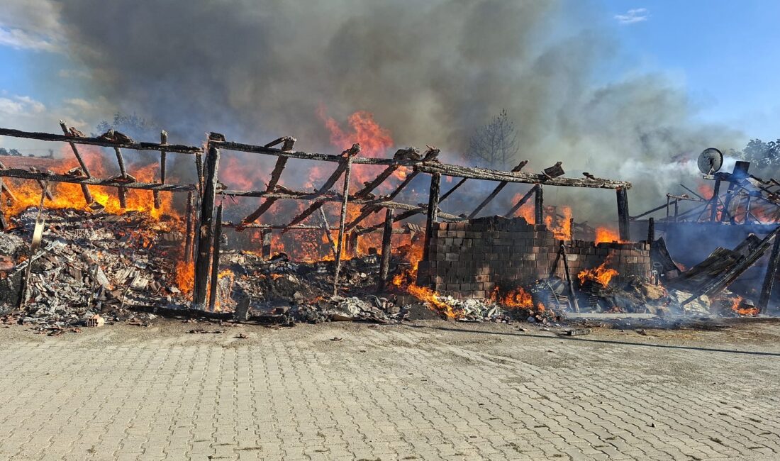 Çankırı’nın Ilgaz ilçesinde bir samanlıkta çıkan yangında 1 büyükbaş hayvan