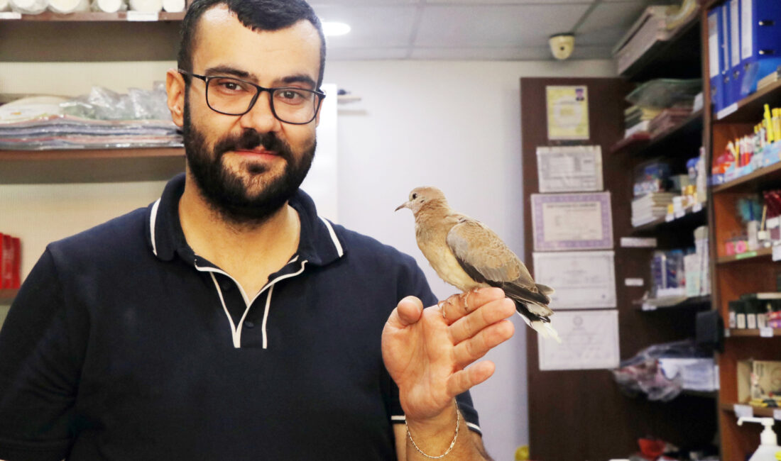 Çankırı’da yuvasından düşen ve doğuştan tek gözü olmayan kumru yavrusu,