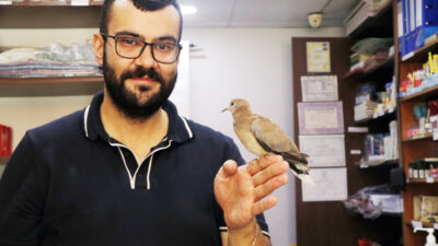 Çankırı’da yuvasından düşen ve doğuştan tek gözü olmayan kumru yavrusu,