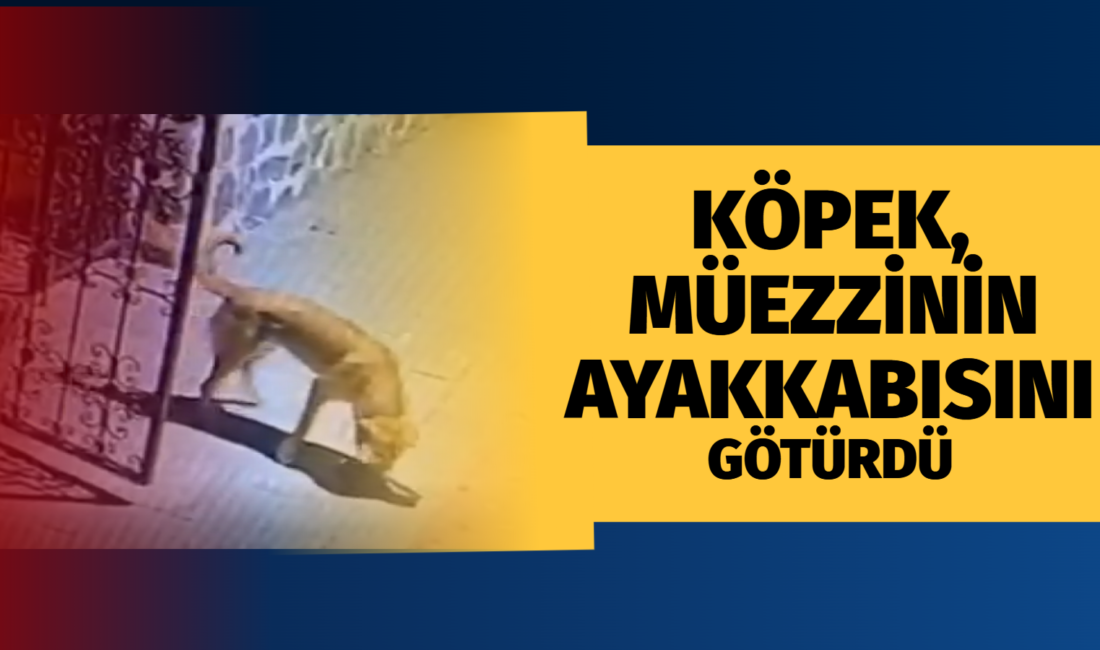 Çankırı’nın Çerkeş ilçesinde cami müezzininin ayakkabılarını alarak uzaklaşan sahipsiz köpeğin