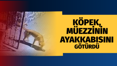 Çankırı’nın Çerkeş ilçesinde cami müezzininin ayakkabılarını alarak uzaklaşan sahipsiz köpeğin