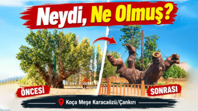 Çankırı’nın Yapraklı ilçesine bağlı Karacaözü köyünde yer alan, anıt ağaç
