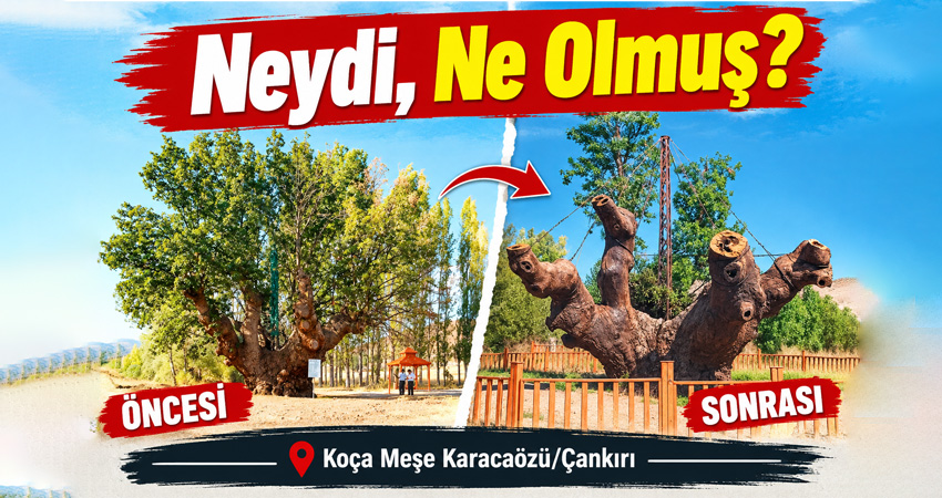 Çankırı’nın Yapraklı ilçesine bağlı Karacaözü köyünde yer alan, anıt ağaç