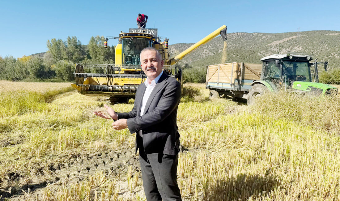 Ilgaz Belediye Başkanı Öztürk, Sarıkılçık Pirinci Hasadına Katıldı Ilgaz’ın coğrafi işaretli değeri Sarıkılçık Pirinci, Türkiye’ye tanıtıldı. Ilgaz Belediye