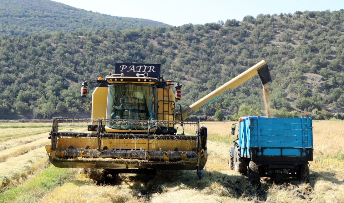 Ilgaz Dağı’nın eteklerindeki coğrafi işaretli sarıkılçık çeltiğinde hasat telaşı Çankırı’da Ilgaz Dağı’nın eteklerinde yetiştirilen coğrafi işaretli sarıkılçık çeltiğinde hasadın
