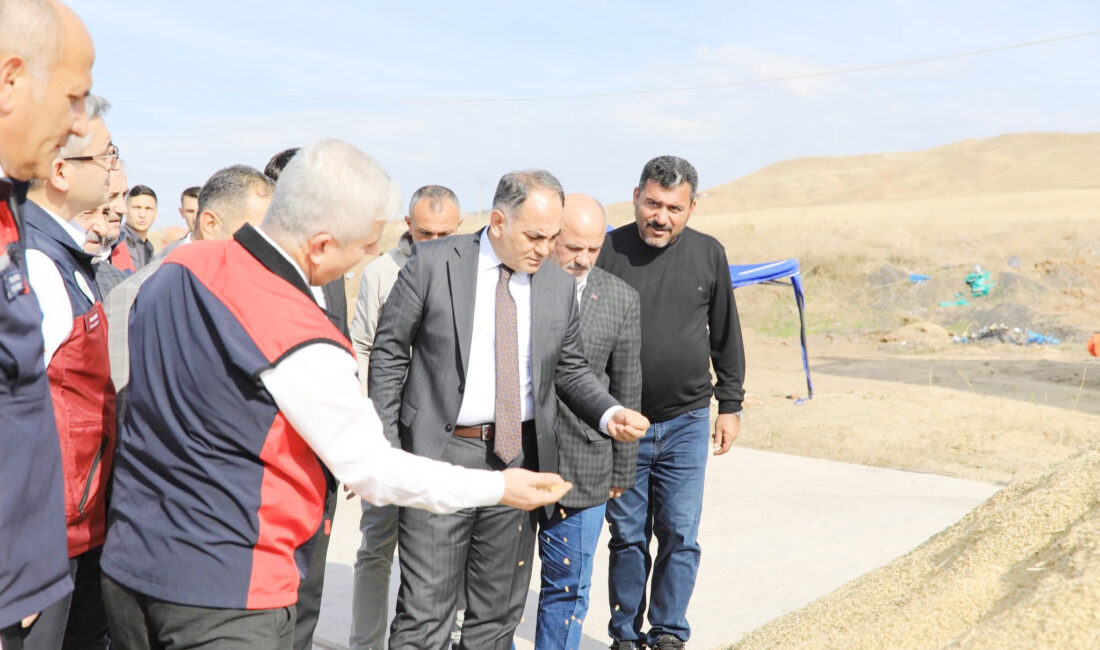 Türkiye’nin önemli pirinç üretim merkezlerinden Çankırı’nın Kızılırmak ilçesinde çeltik hasadı